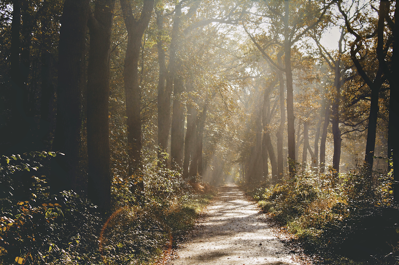 Trail through a hazy fall forest.