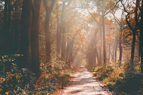 Trail through a hazy fall forest.